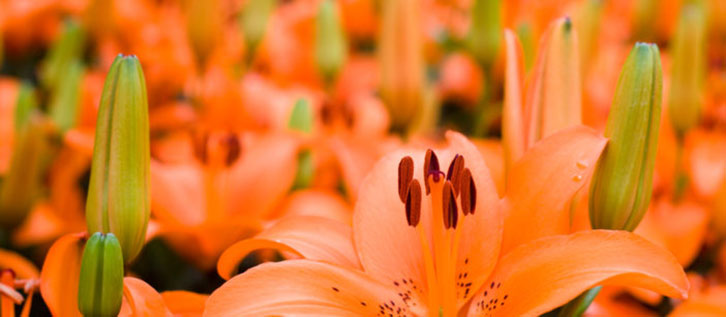 EXFO携手Verizon、Ontology Systems和Cognizant，共同开展新的电信管理论坛催化剂项目